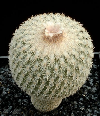 Epithelantha_densispina